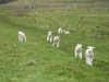 Dorset lambs