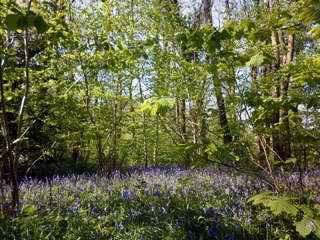 Bluebells in Thorncombe Woods nr Hardy\'s Cottage
