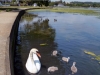 swans on poole park lake