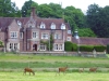Deer at Burley Manor in the New Forest